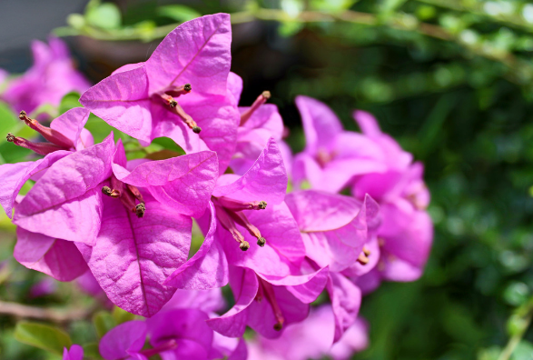 Pink Flowers