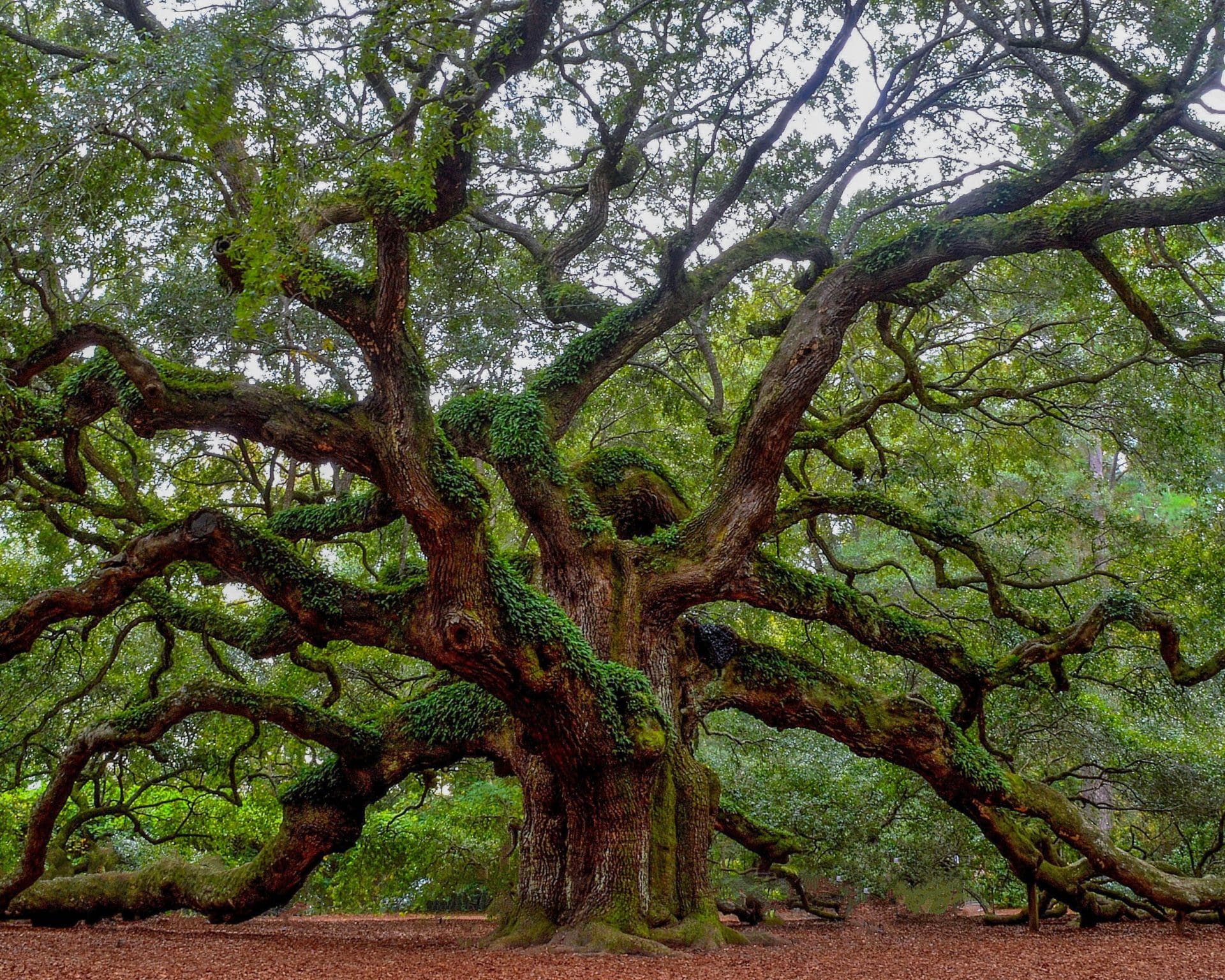 Photo of Angel Oak in Charleston, SC. Social Security Advisors Runey & Associates Wealth Management. 